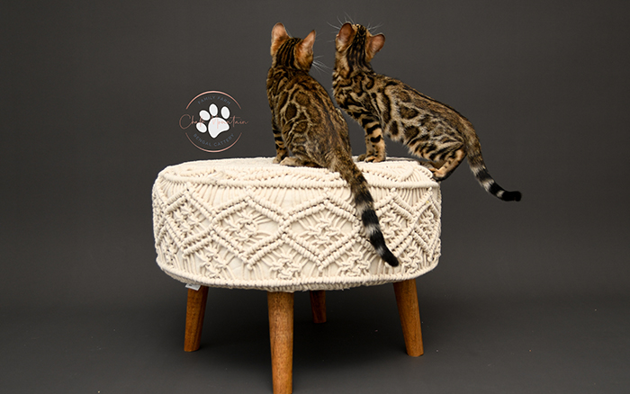 Bengal cats for sale in Dallas